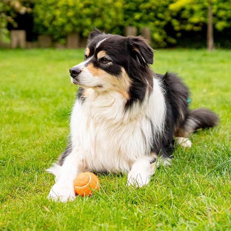 Pooch 5Cm Mini Tennis Balls 4-Pk