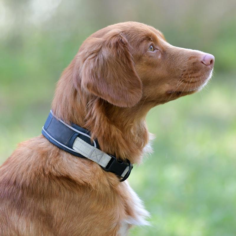 Weatherbeeta Explorer Dog Collar
