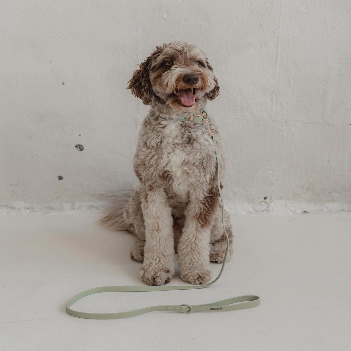 Dexypaws Waterproof Dog Leash in Sage Green